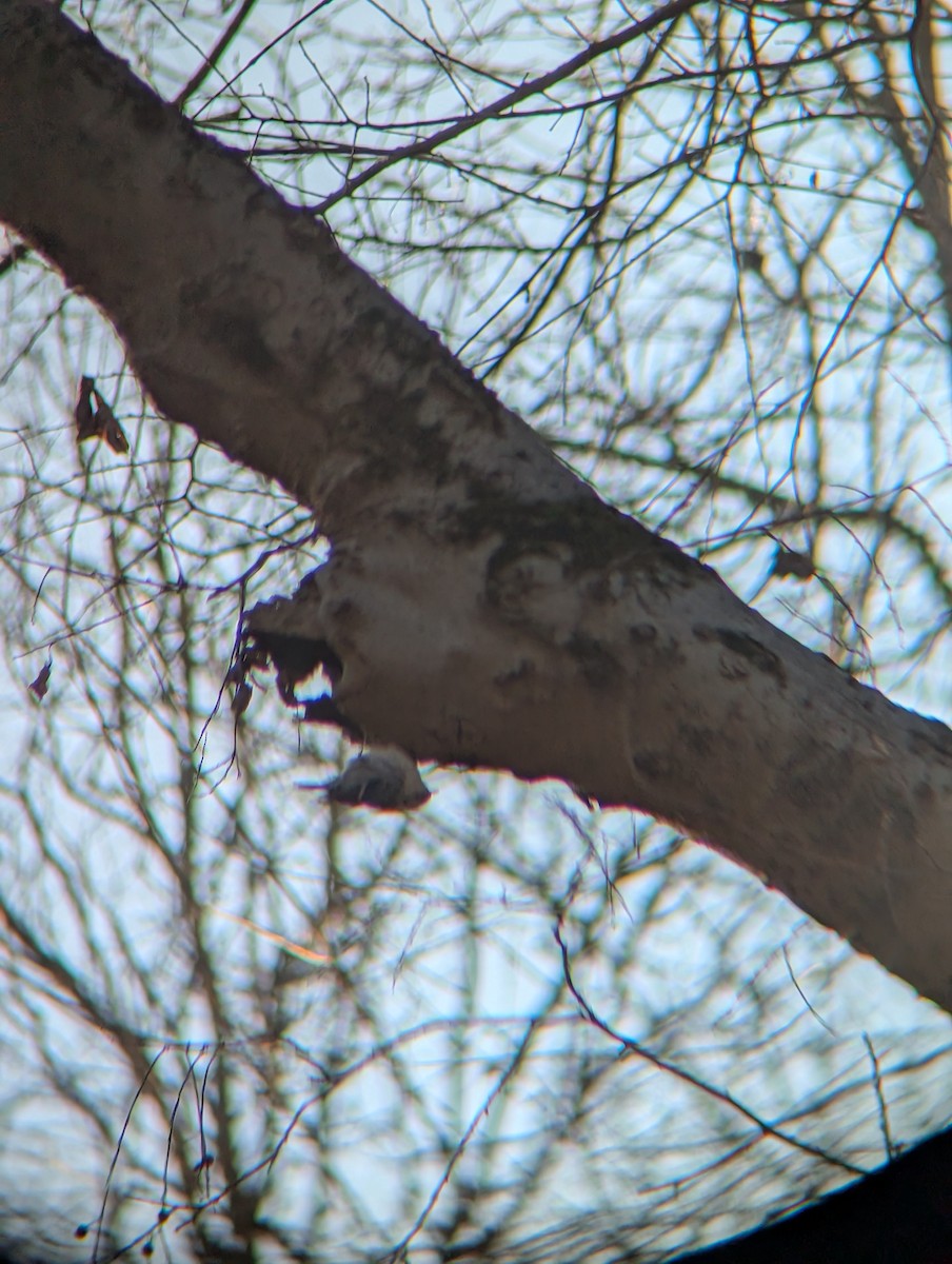 lesňáček černobílý - ML646937835