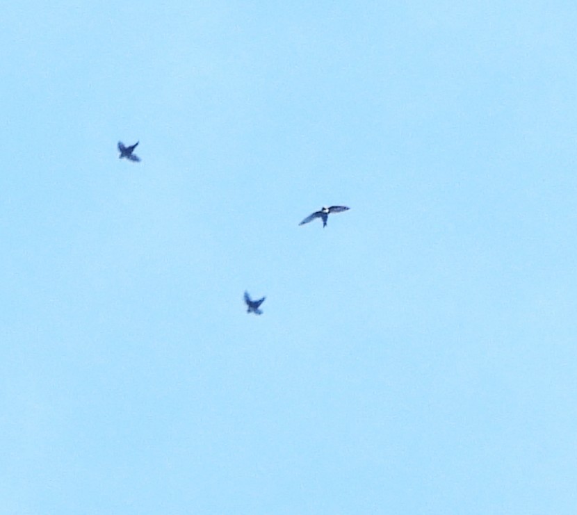 White-collared Swift - ML646937837