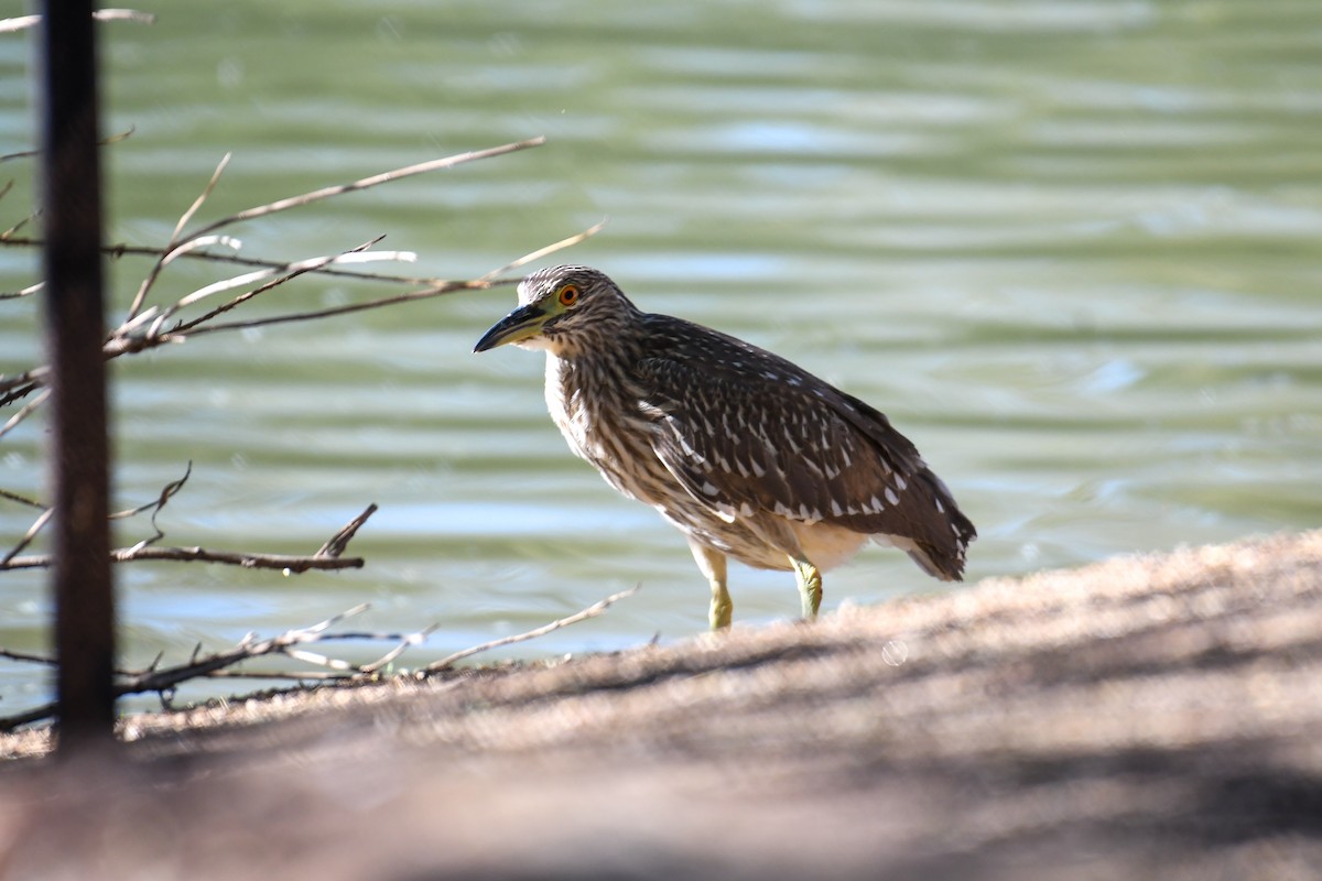 Black-crowned Night Heron - ML646937849