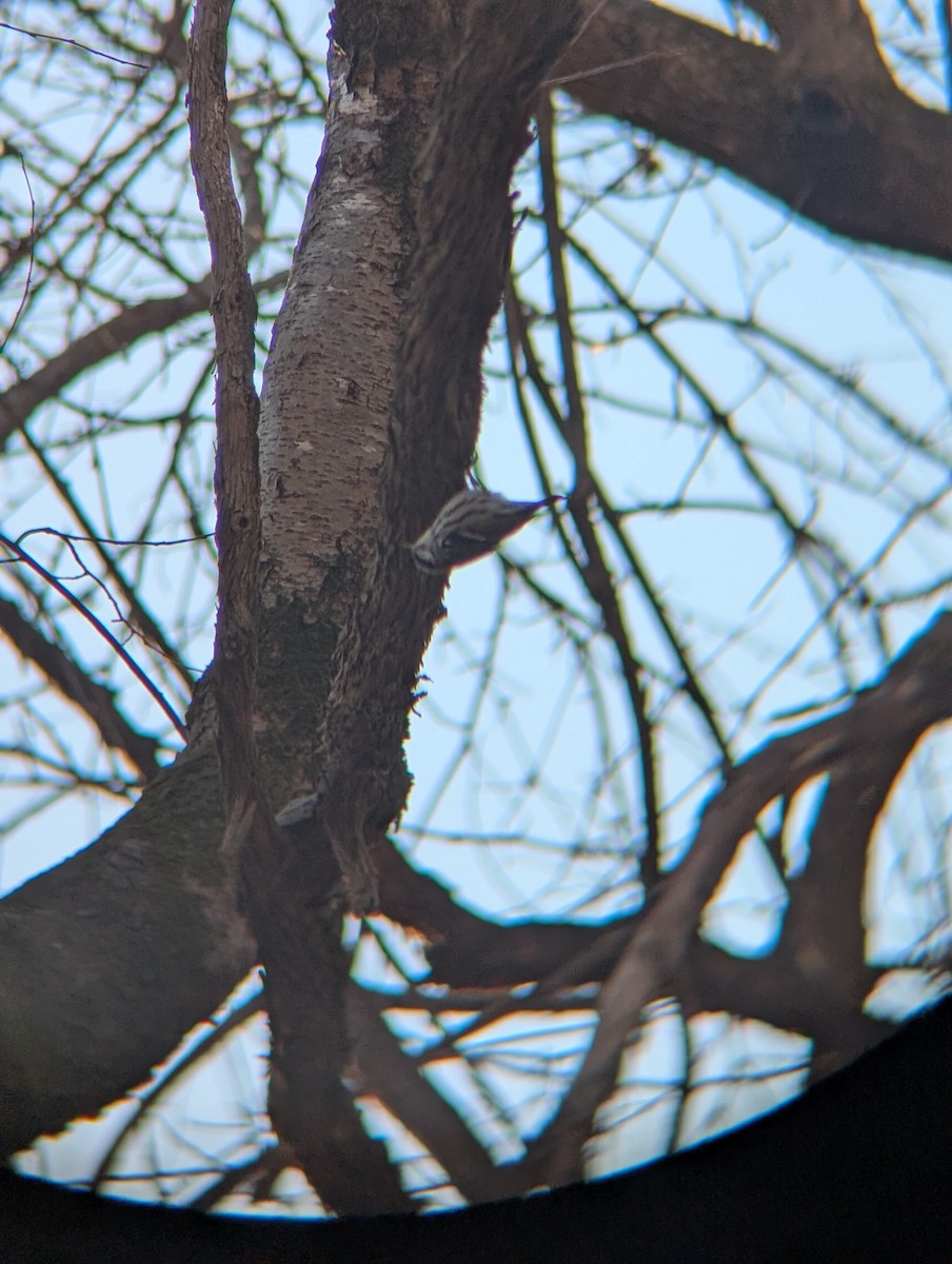 lesňáček černobílý - ML646937850