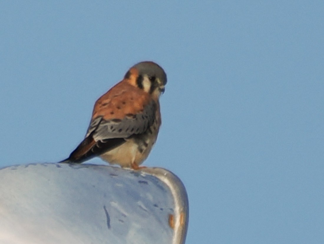 Crécerelle d'Amérique - ML646937851