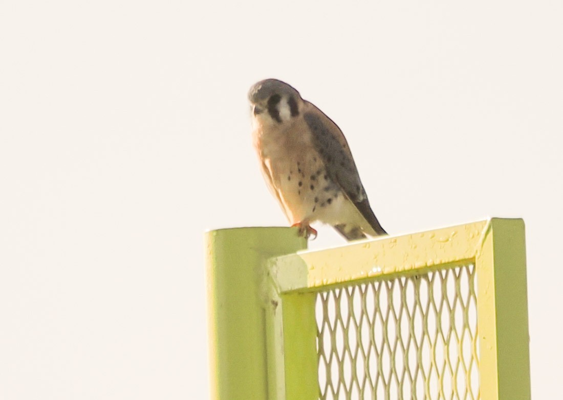 Crécerelle d'Amérique - ML646937852