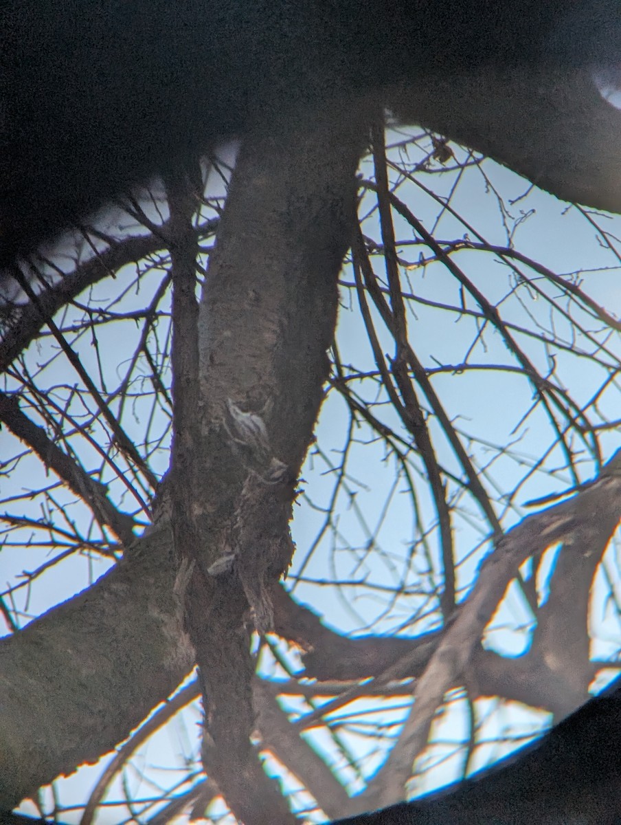 lesňáček černobílý - ML646937853