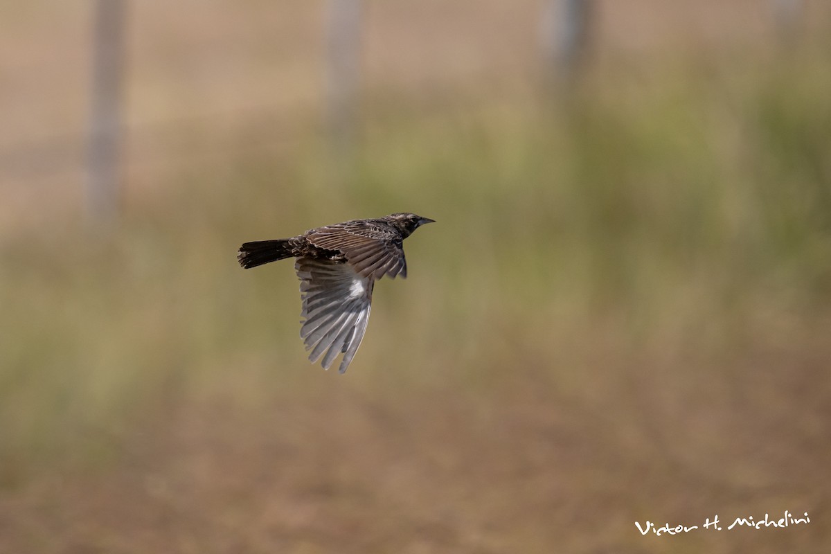 Long-tailed Meadowlark - ML646937858