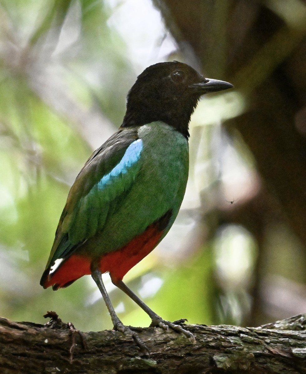 Western Hooded Pitta - ML646937863