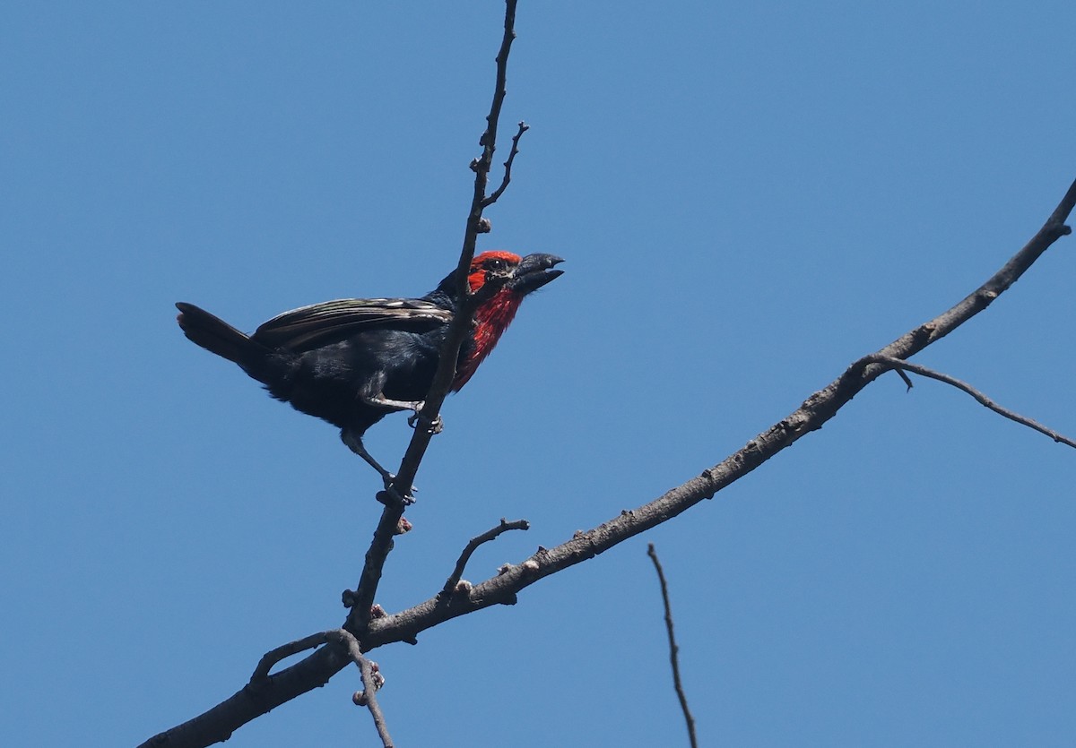 Black-billed Barbet - ML646937869