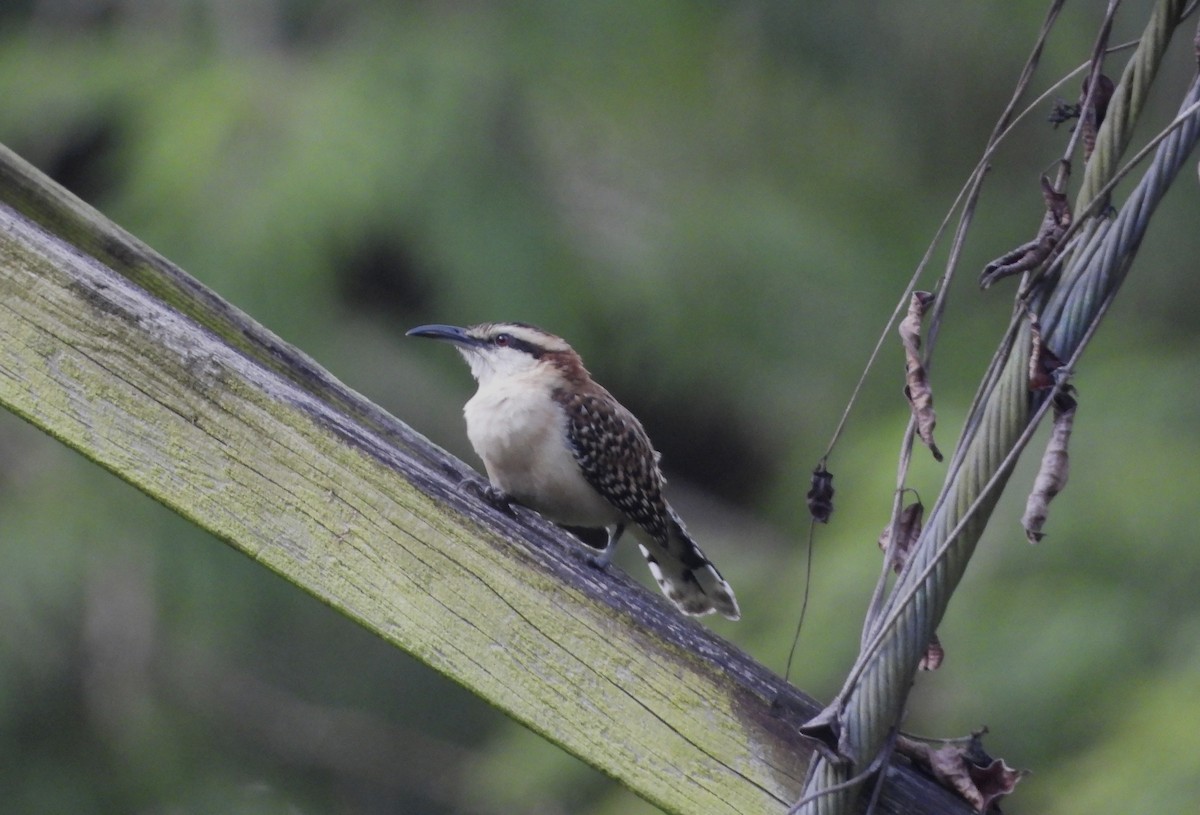 Rufous-backed Wren - ML646937870