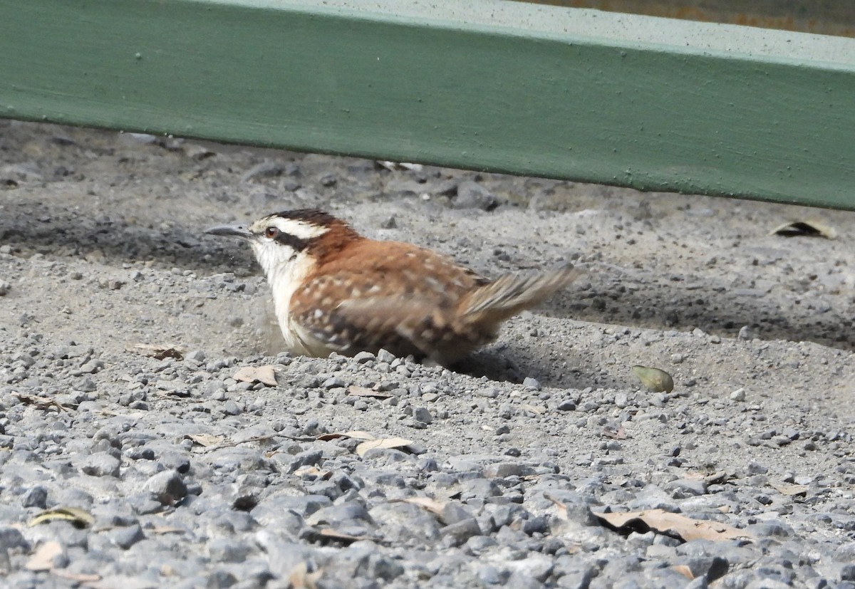 Rufous-backed Wren - ML646937871