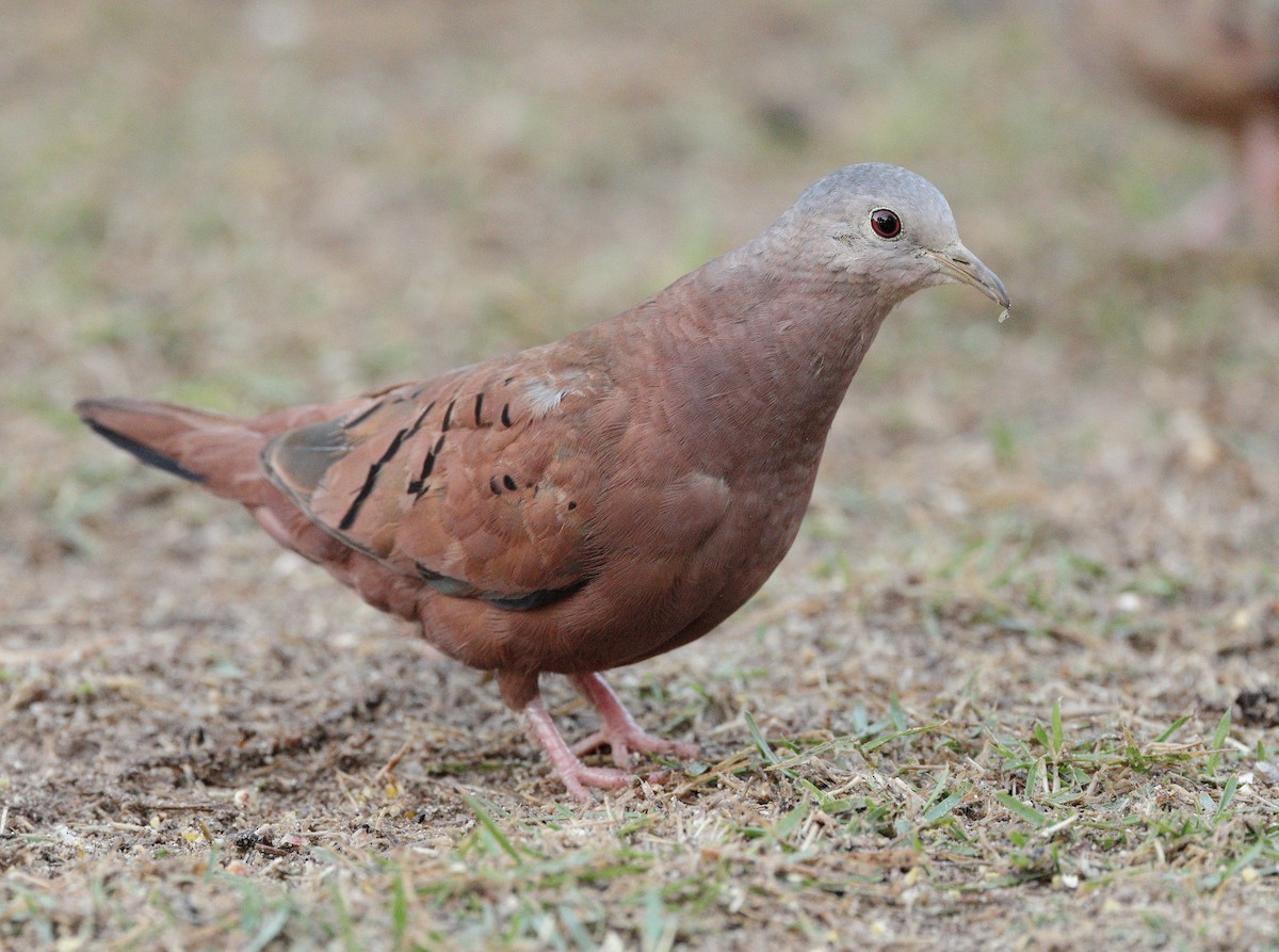 Ruddy Ground Dove - ML646937876