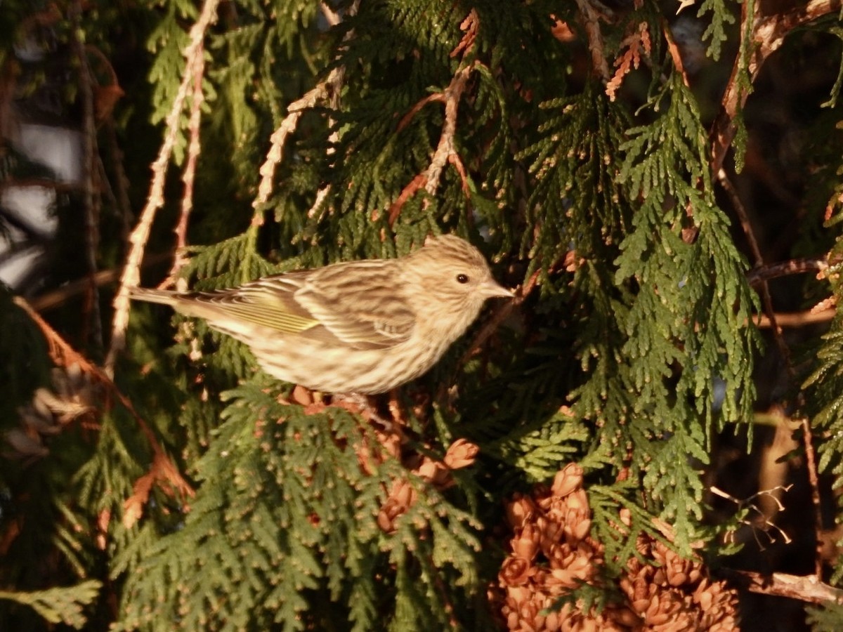 Pine Siskin - ML646937884