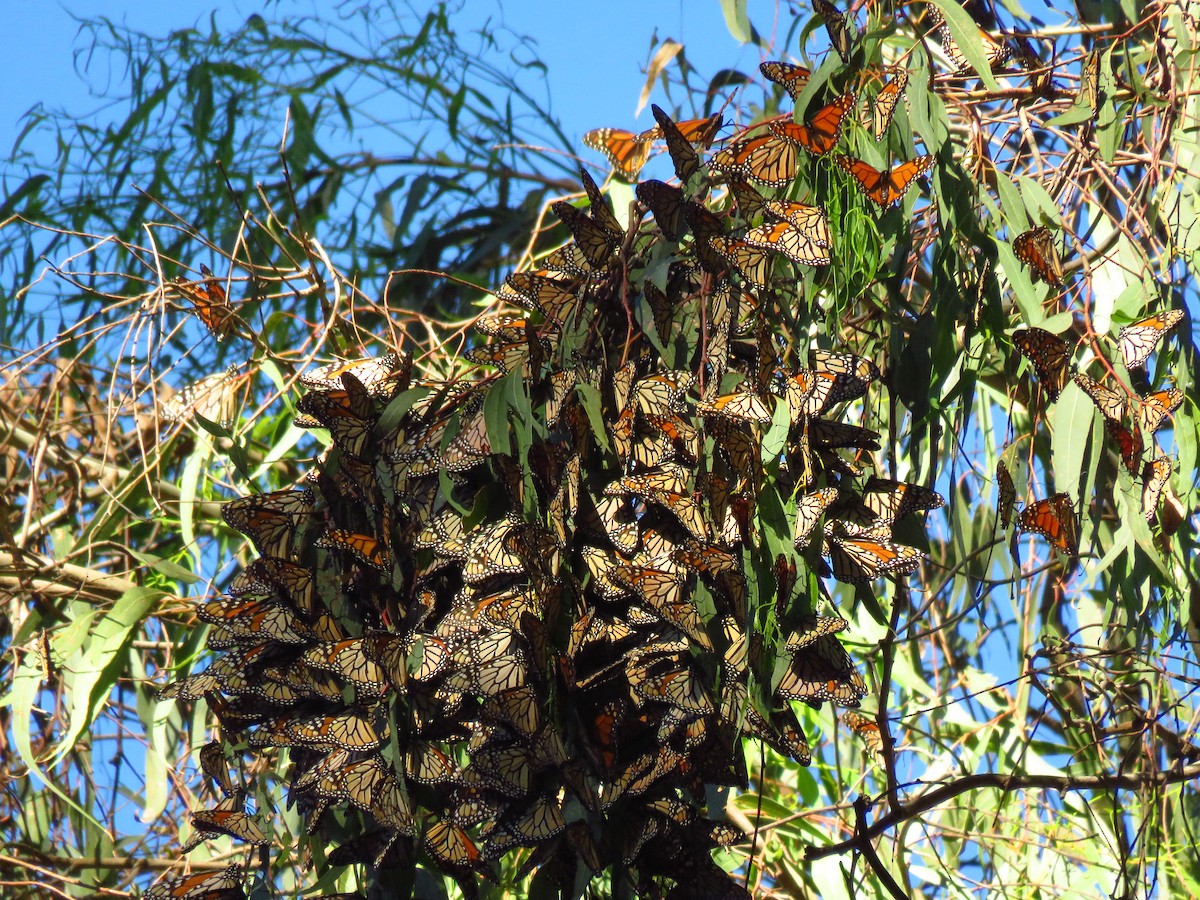 Animals - ML646937885