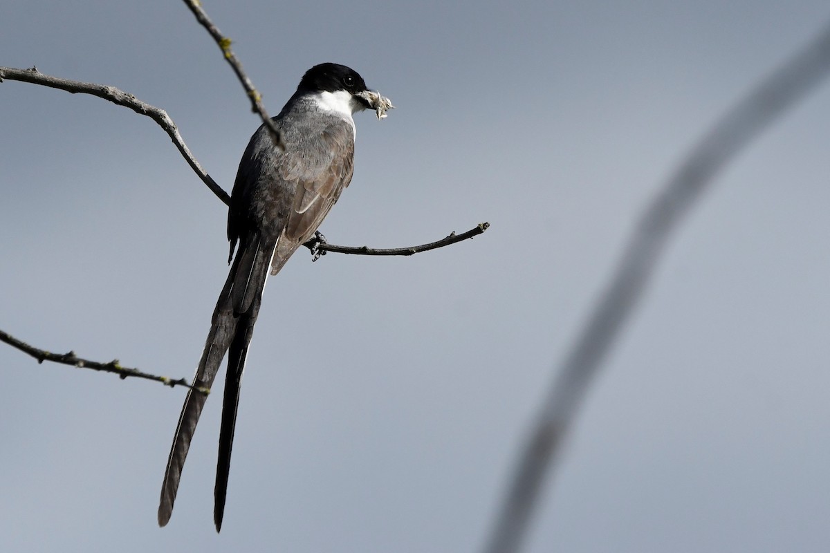 Fork-tailed Flycatcher - ML646937887
