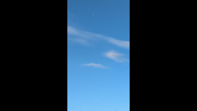 gull sp. - ML646937890