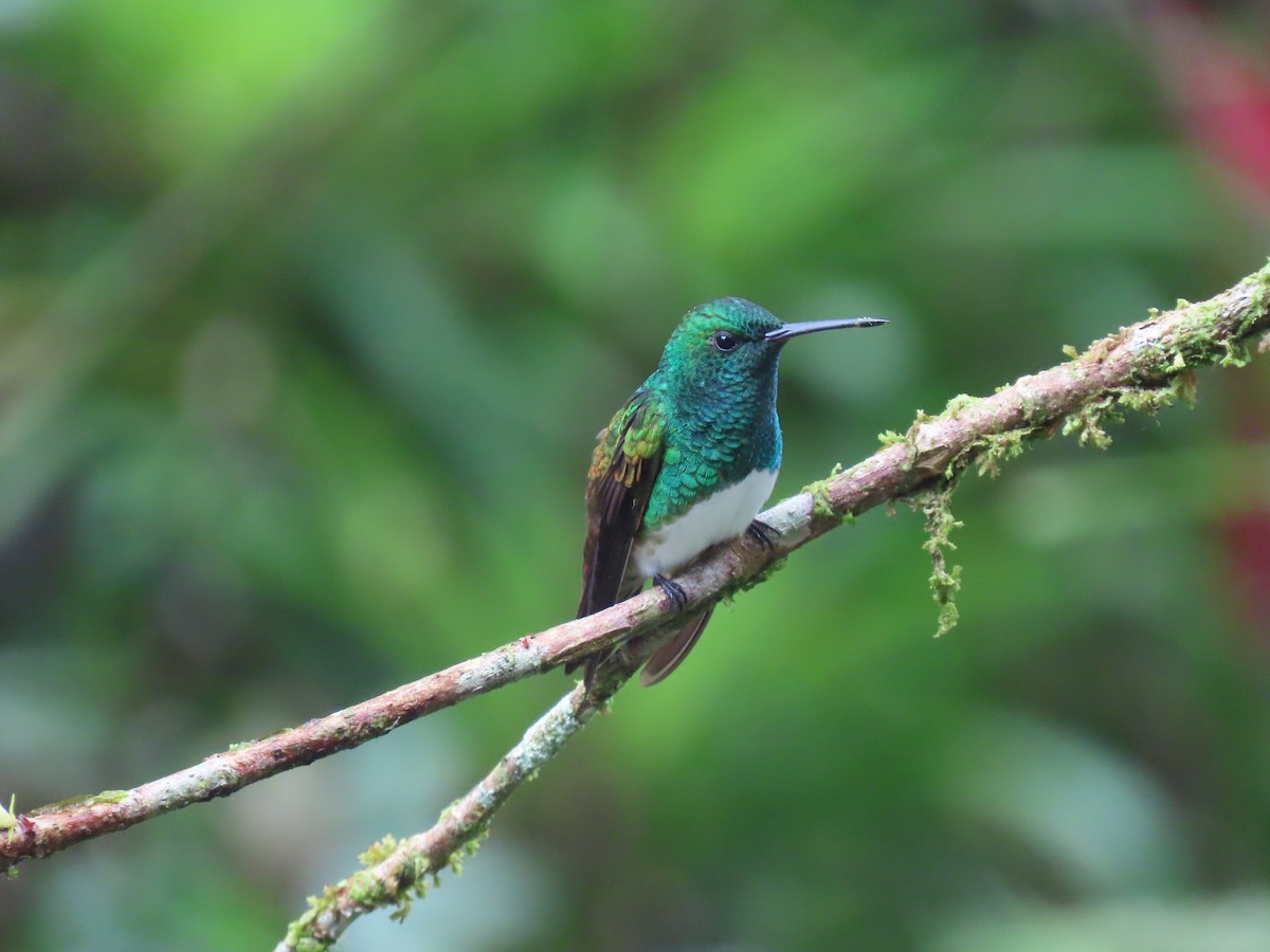 Snowy-bellied Hummingbird - ML646937891