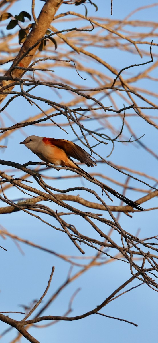 Scissor-tailed Flycatcher - ML646937893
