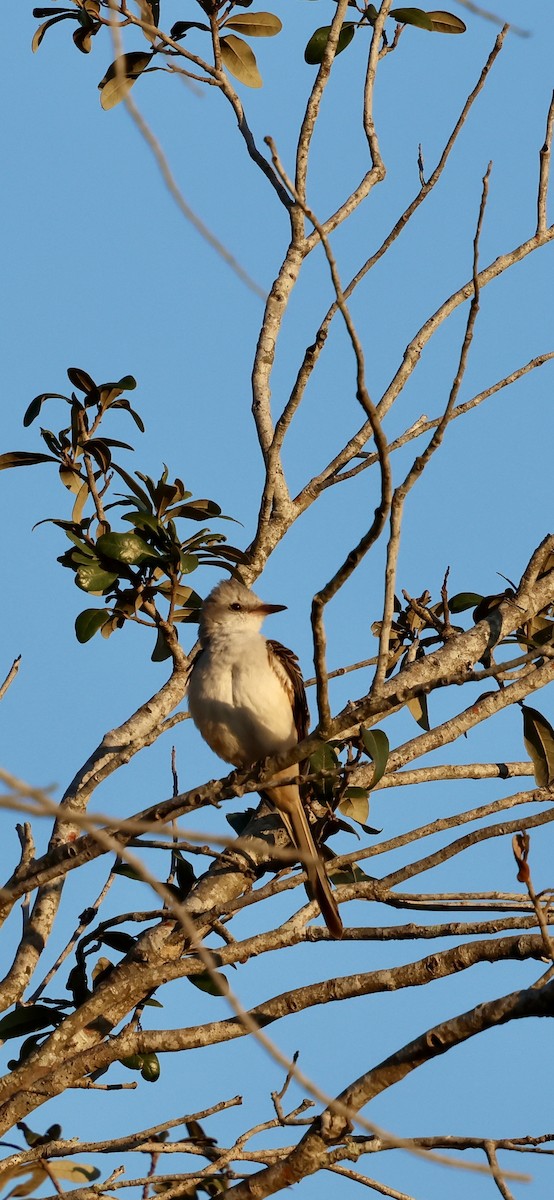 Scissor-tailed Flycatcher - ML646937894