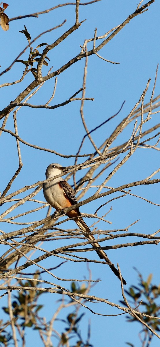 Scissor-tailed Flycatcher - ML646937895