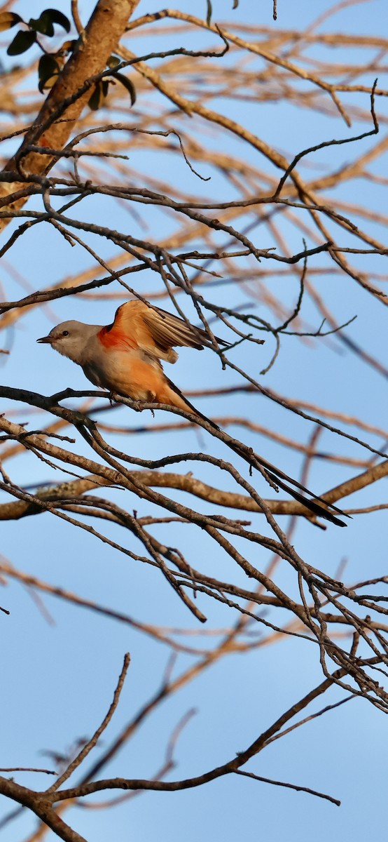 Scissor-tailed Flycatcher - ML646937896