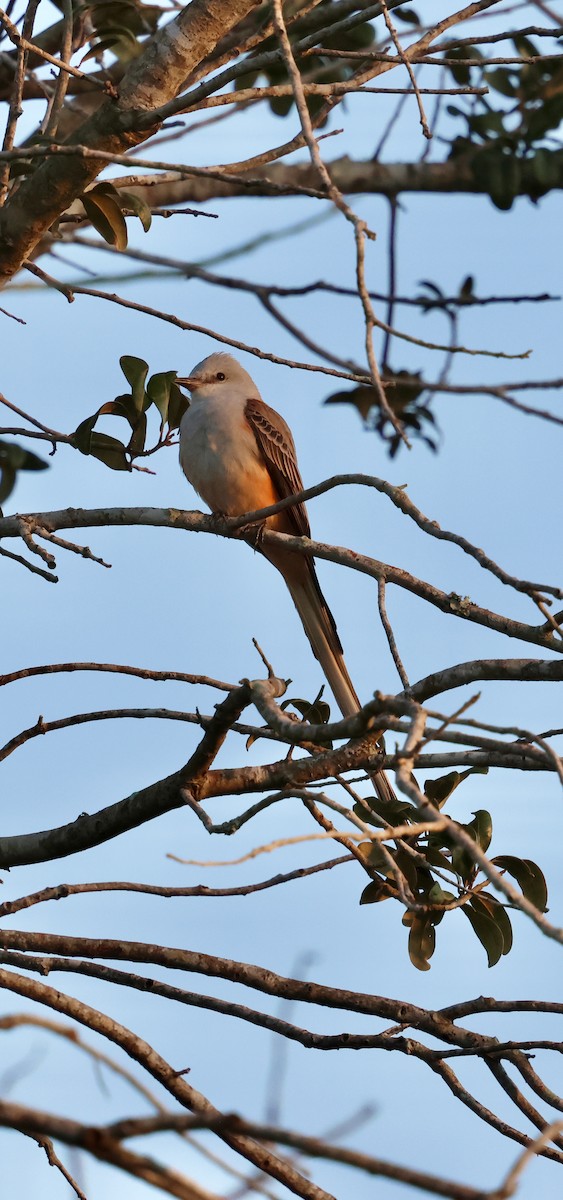 Scissor-tailed Flycatcher - ML646937897