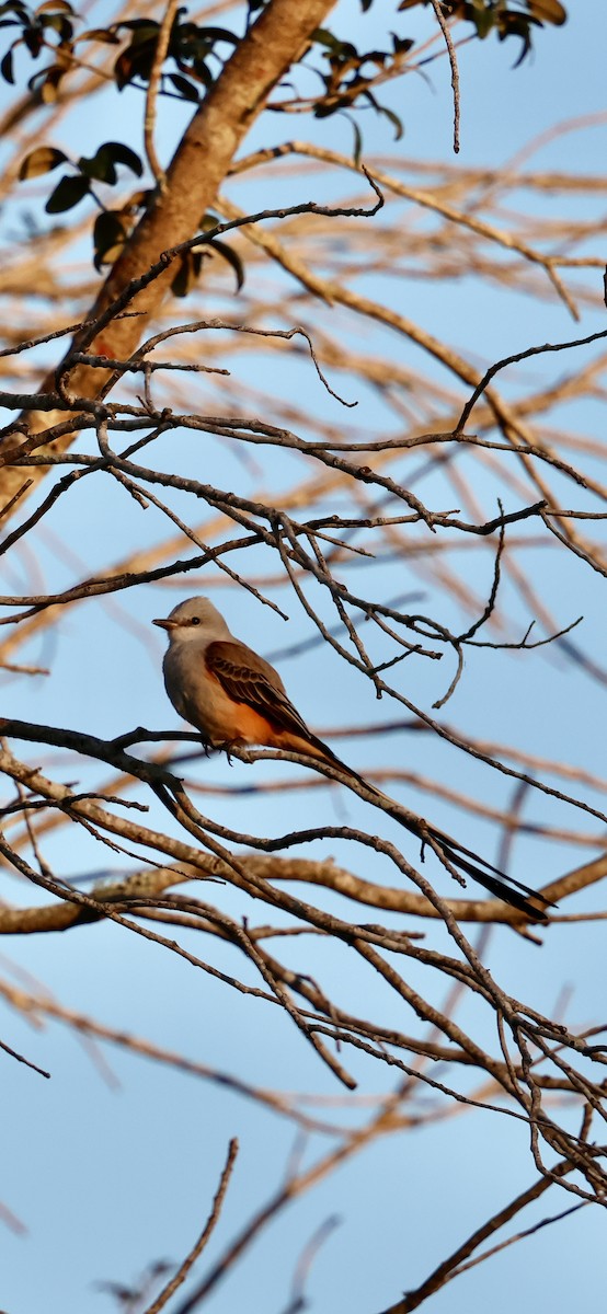 Scissor-tailed Flycatcher - ML646937898