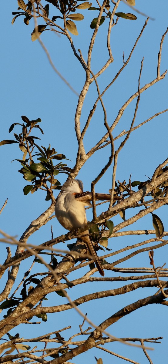 Scissor-tailed Flycatcher - ML646937899