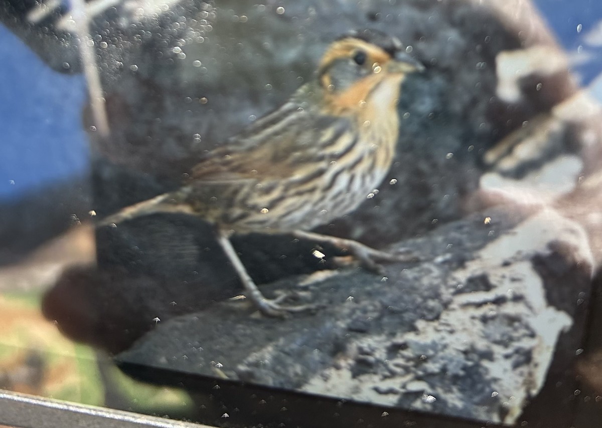 Bruant à queue aiguë - ML646937902