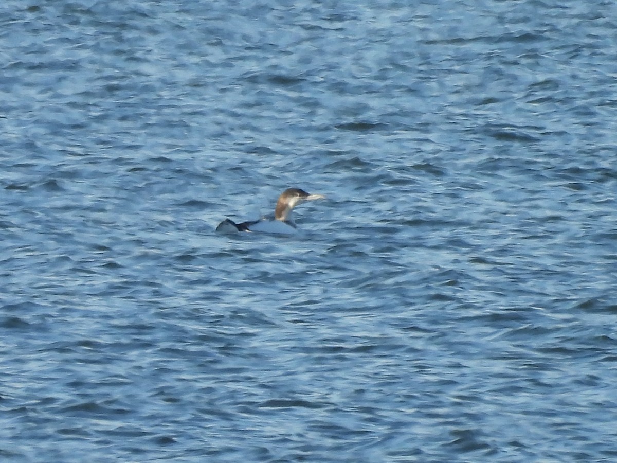 Common Loon - ML646937903