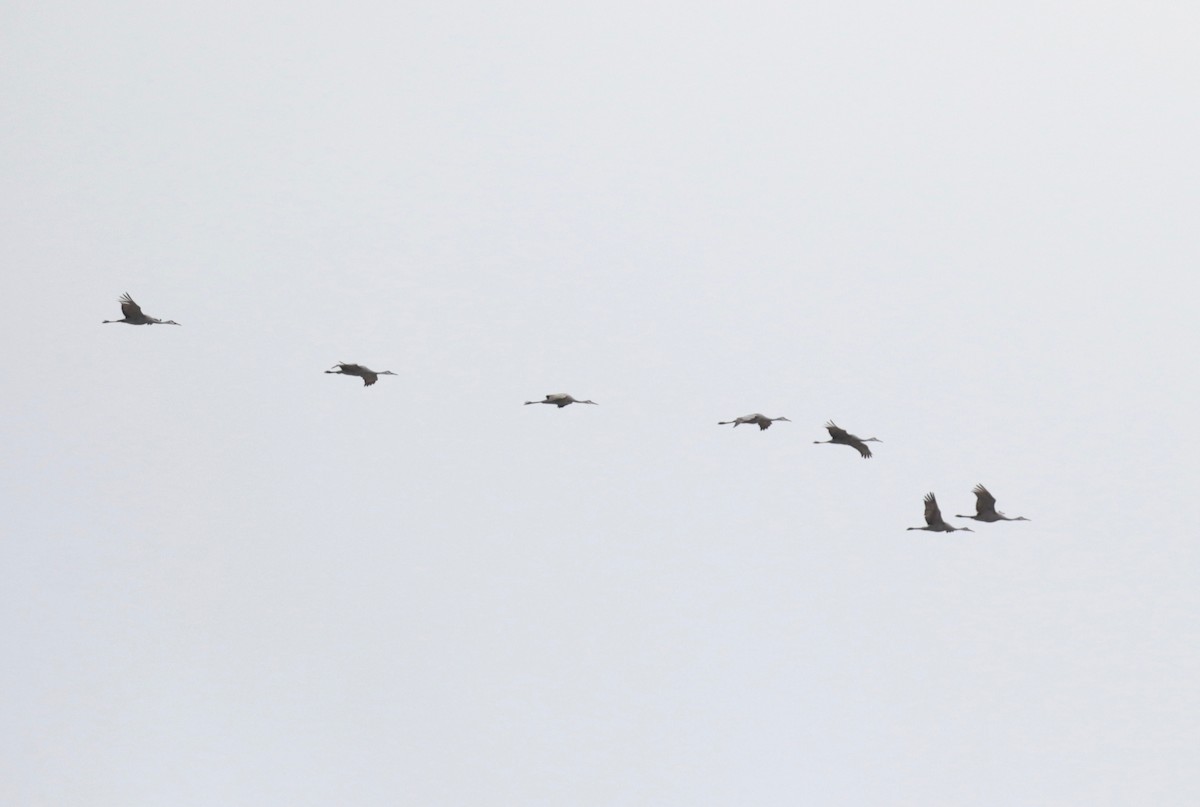 Орог тогоруу - ML646937905