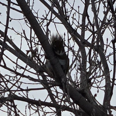 アメリカアカリス - ML646937911