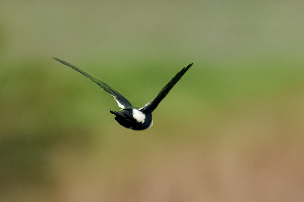White-throated Swift - ML646937919