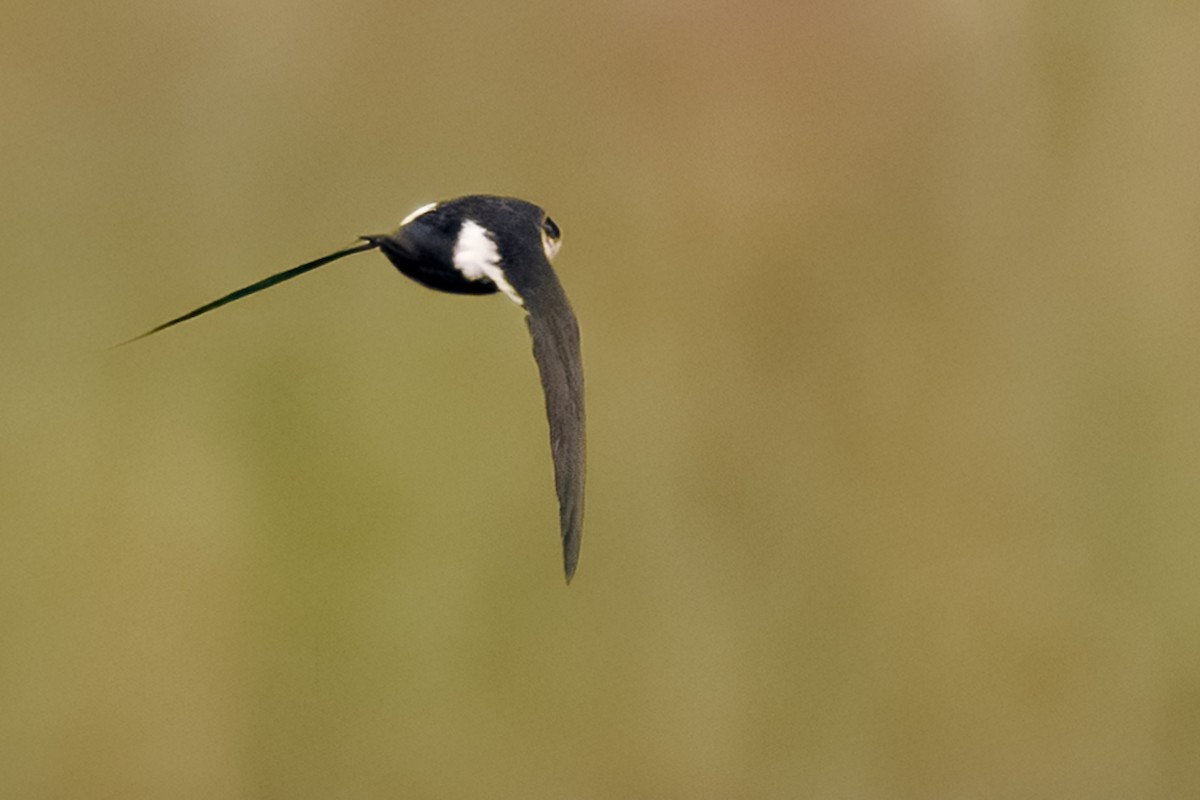 White-throated Swift - ML646937920