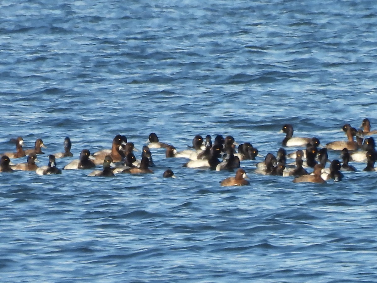 Lesser Scaup - ML646937923