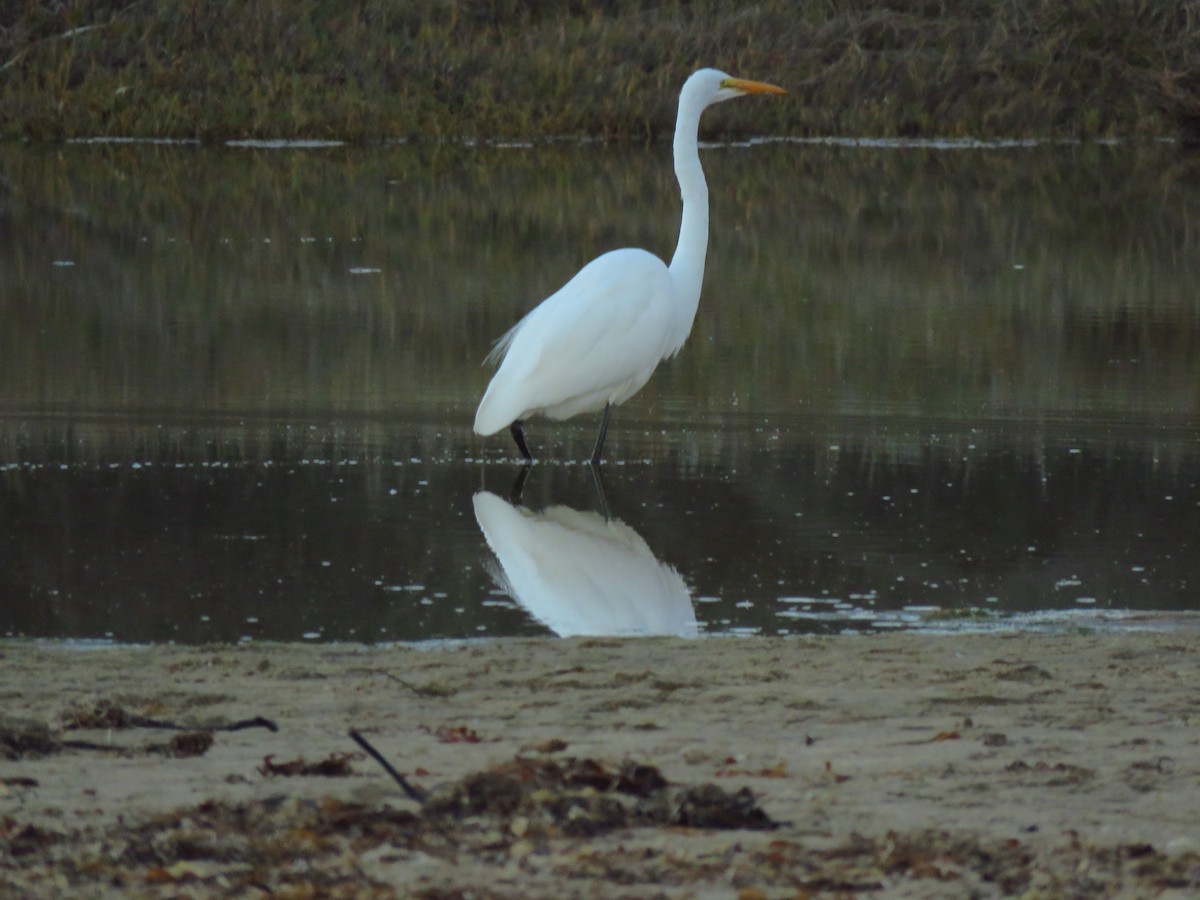 Koartza zuria (amerikarra) - ML646937924