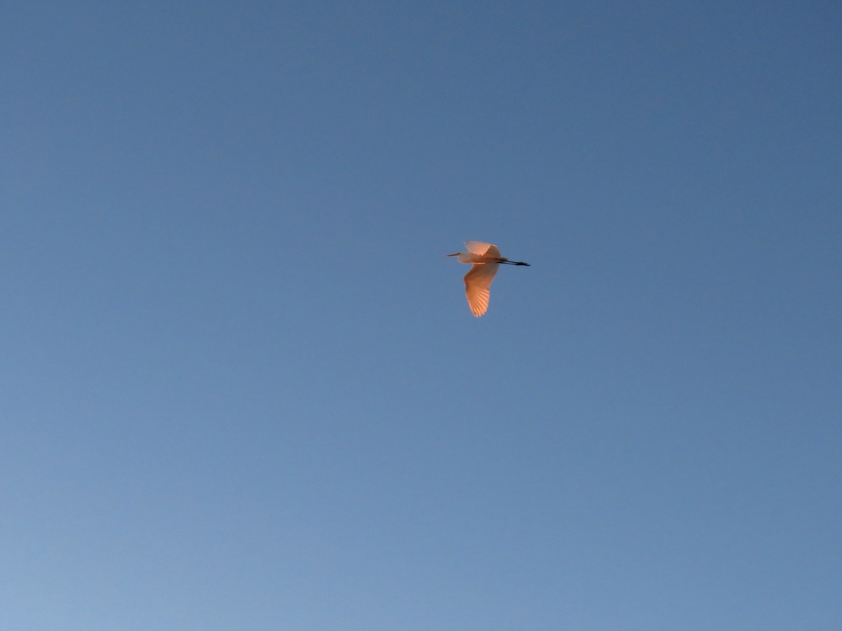 Koartza zuria (amerikarra) - ML646937929