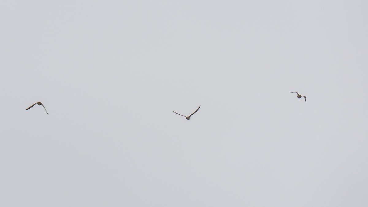 ouhorlík australský - ML646937930