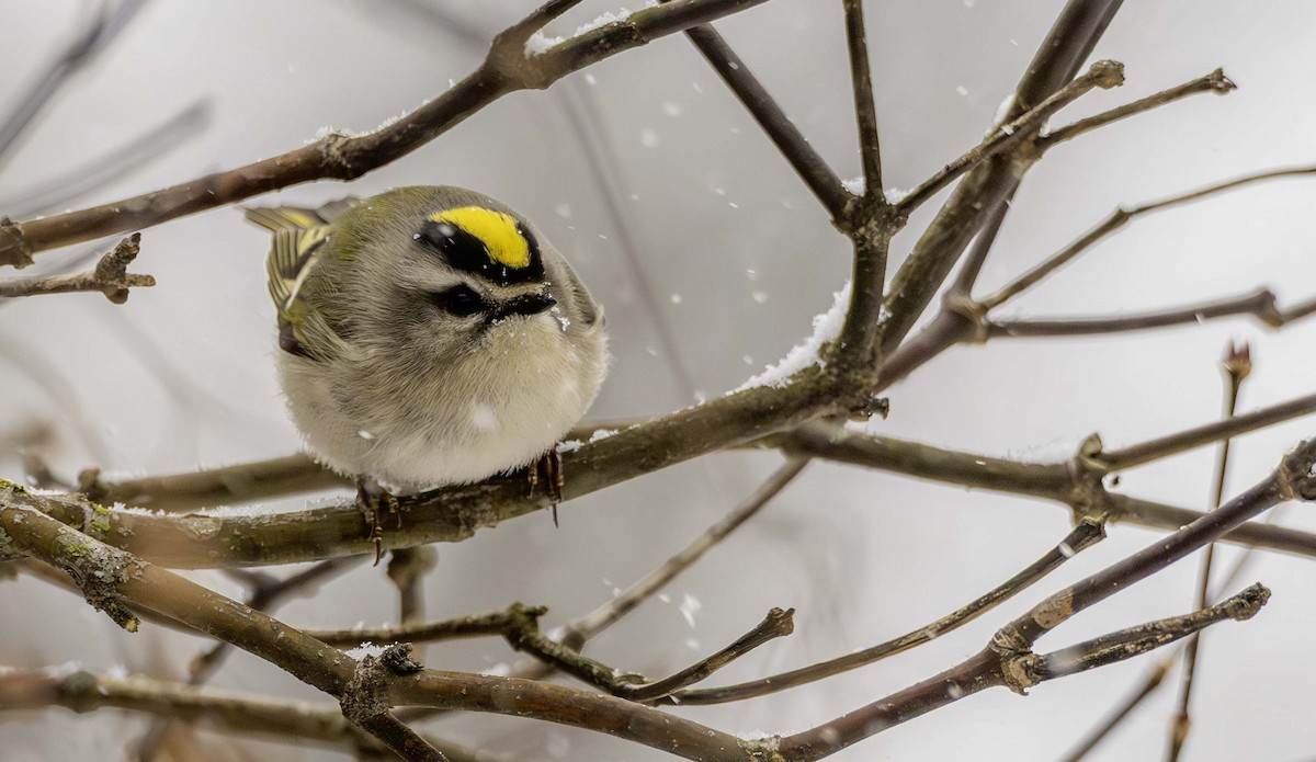 Золотоголовый королёк - ML646937931