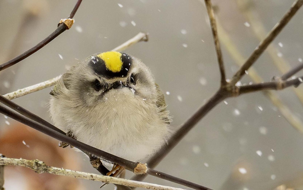 Золотоголовый королёк - ML646937932