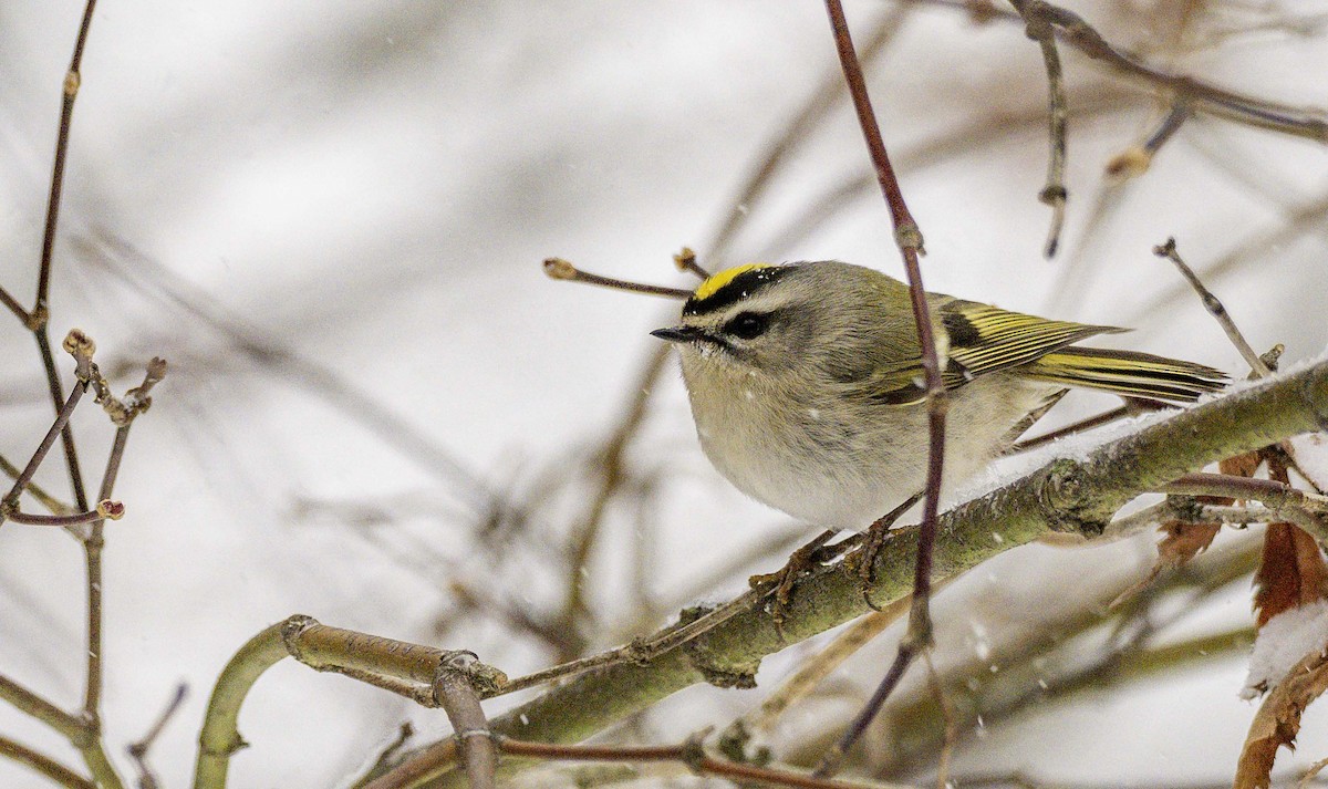 Золотоголовый королёк - ML646937933