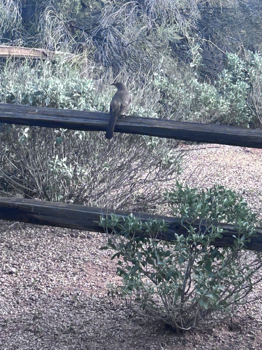 Curve-billed Thrasher - ML646937934