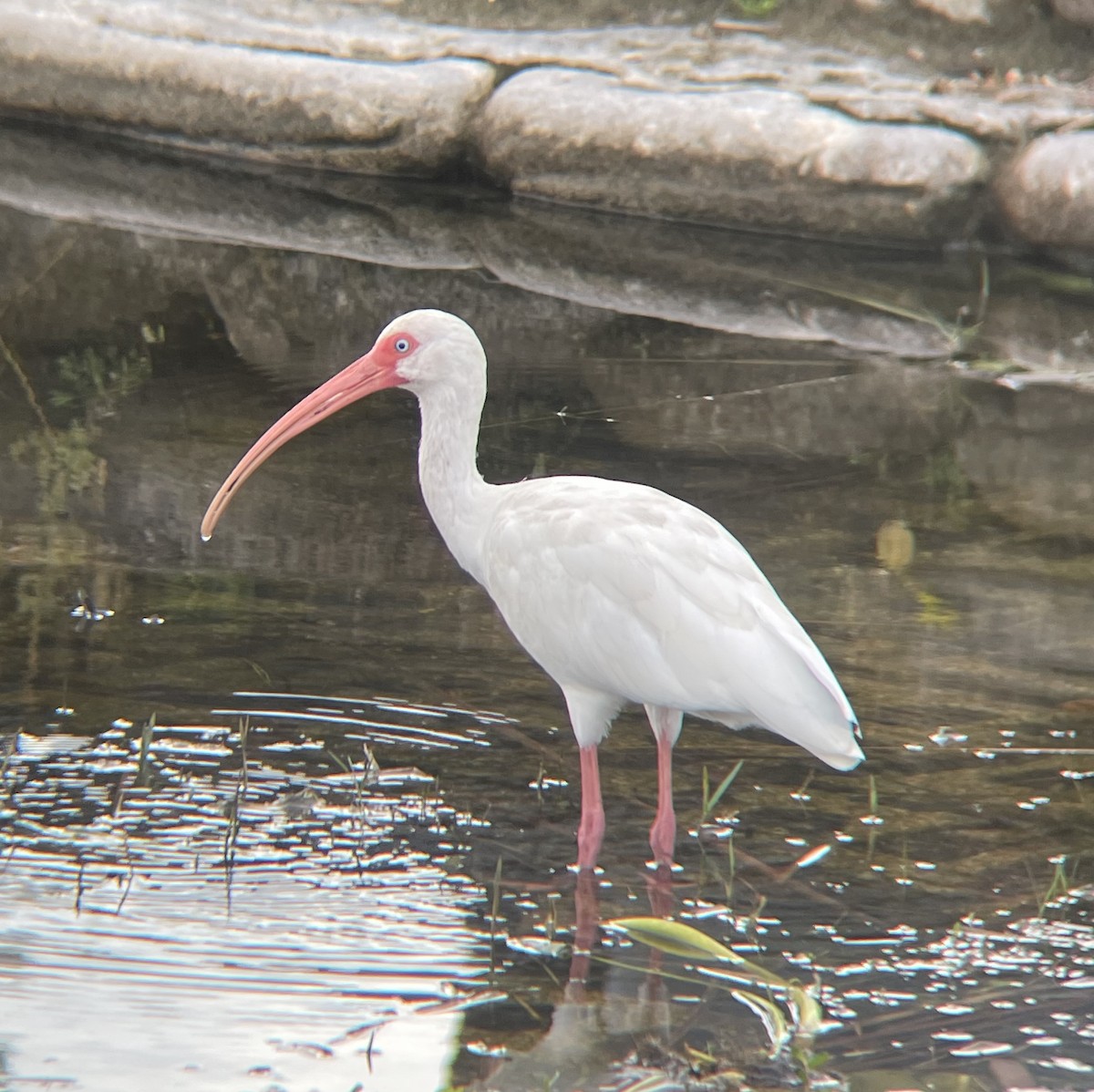 White Ibis - ML646937935