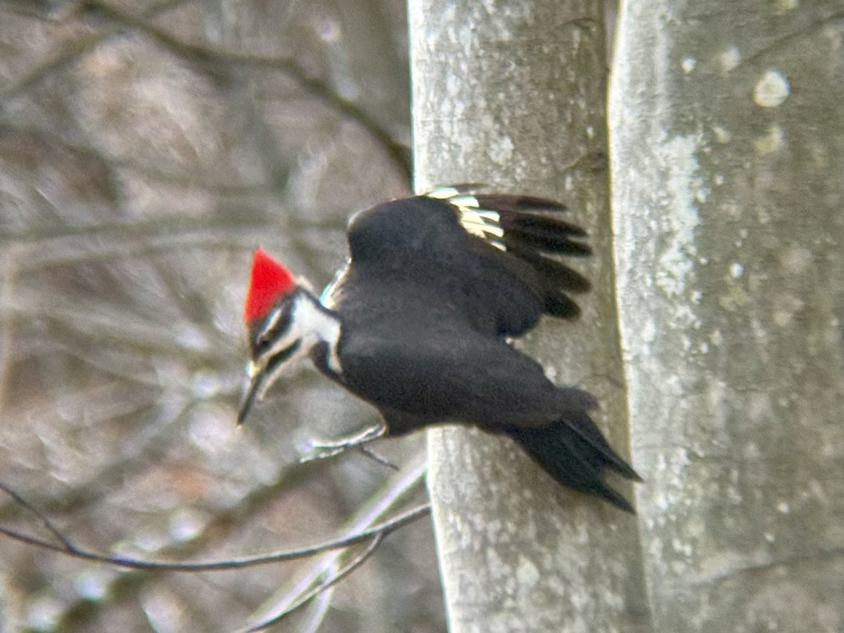 Pileated Woodpecker - ML646937939