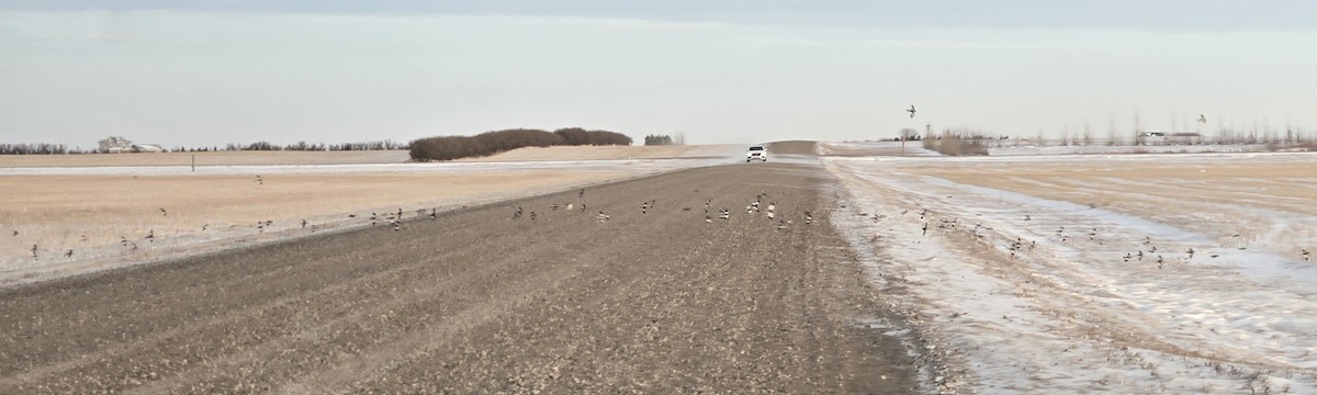 ユキホオジロ - ML646937942