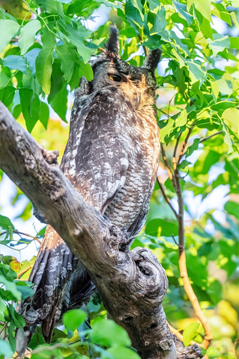 výr africký - ML646937949