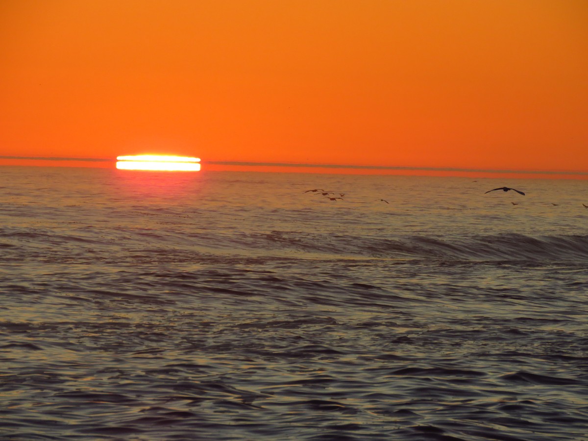Brown Pelican (California) - ML646937952