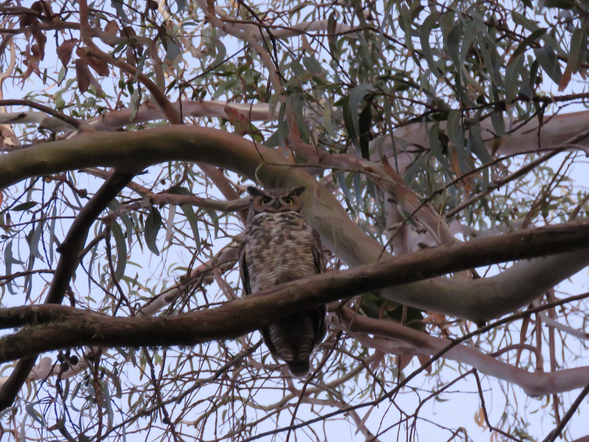 Hontz virginiarra - ML646937964