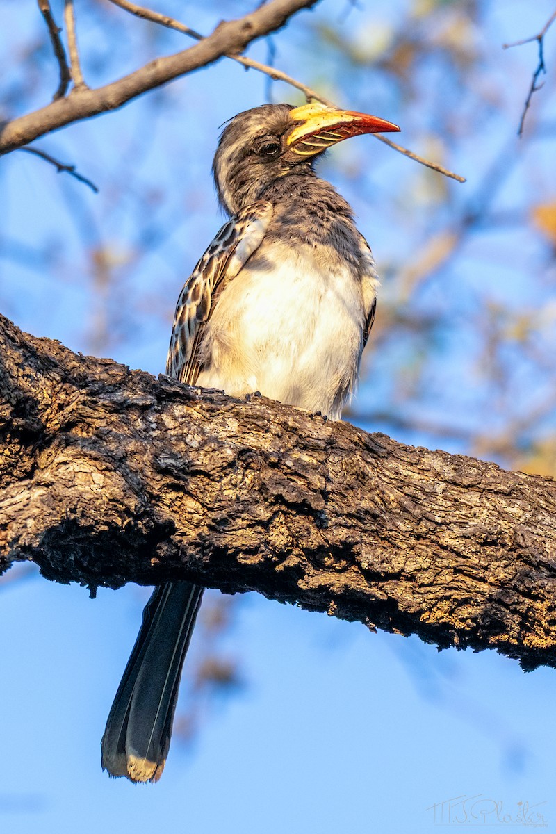 zoborožec šedý - ML646937966