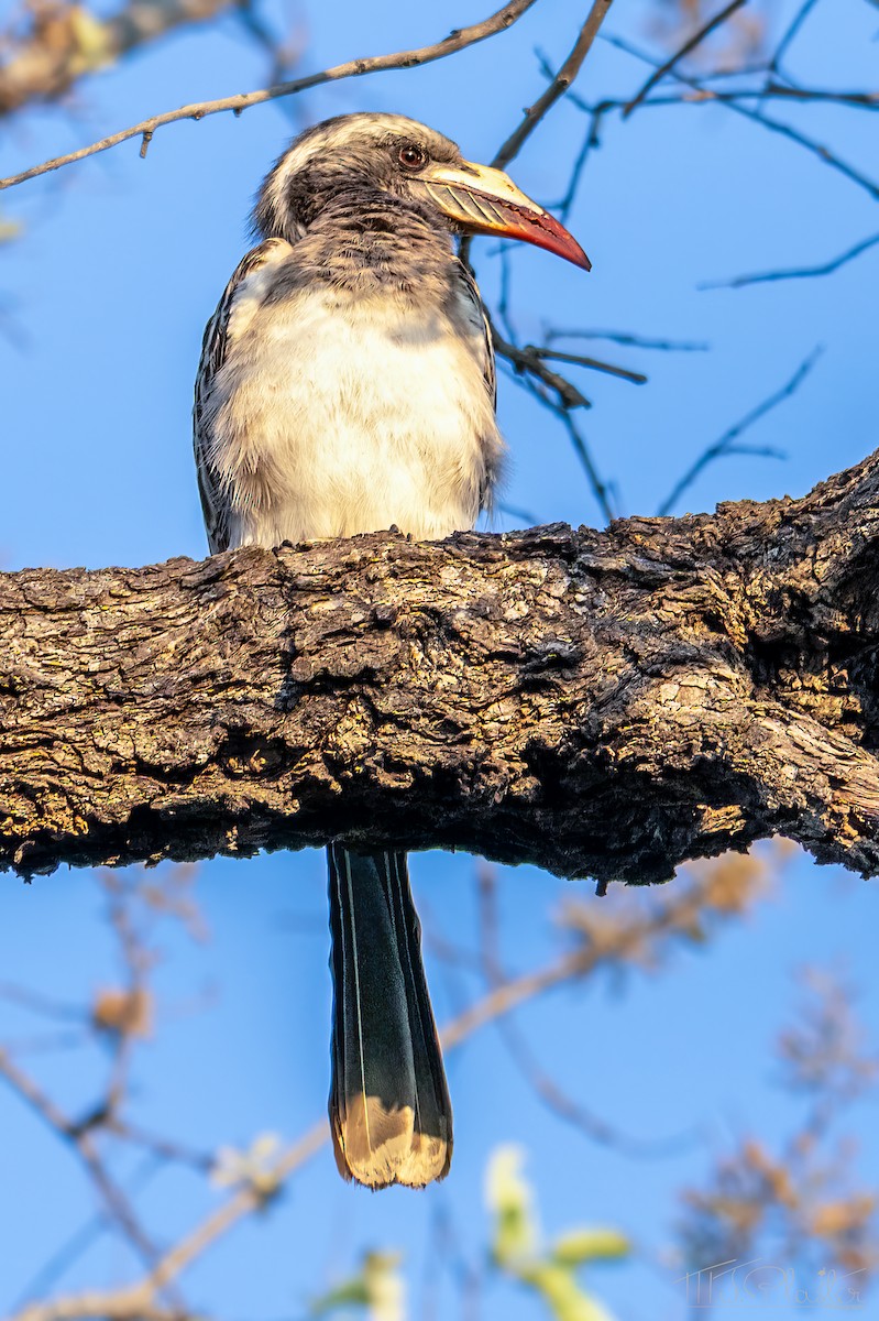 zoborožec šedý - ML646937967