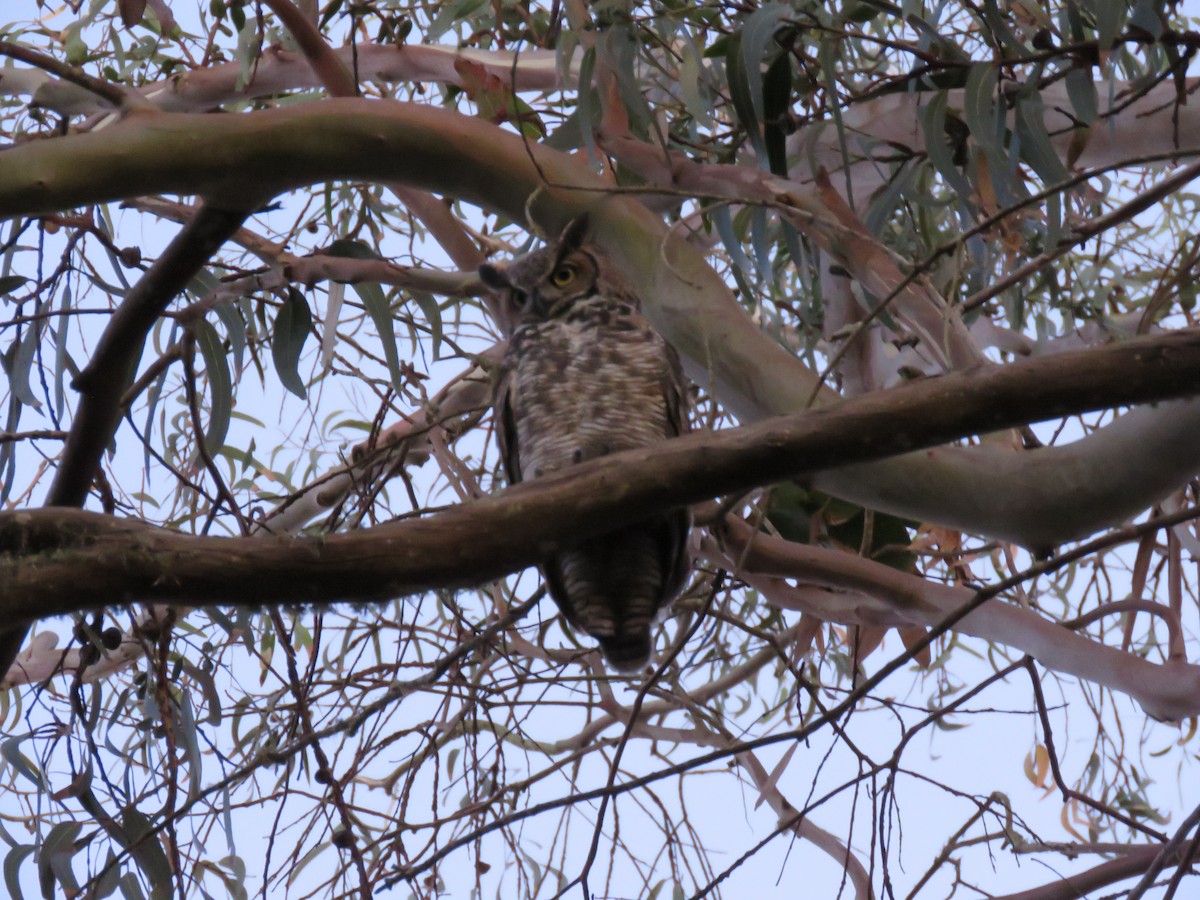 Hontz virginiarra - ML646937968