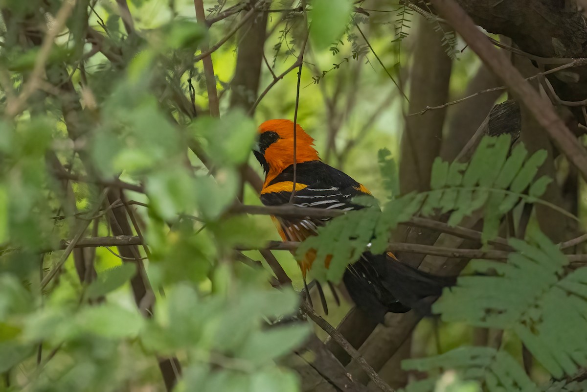 Altamira Oriole - ML646937970