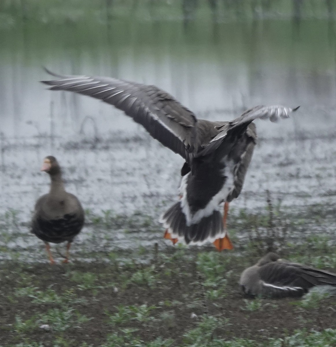 Greater White-fronted Goose - ML646937977